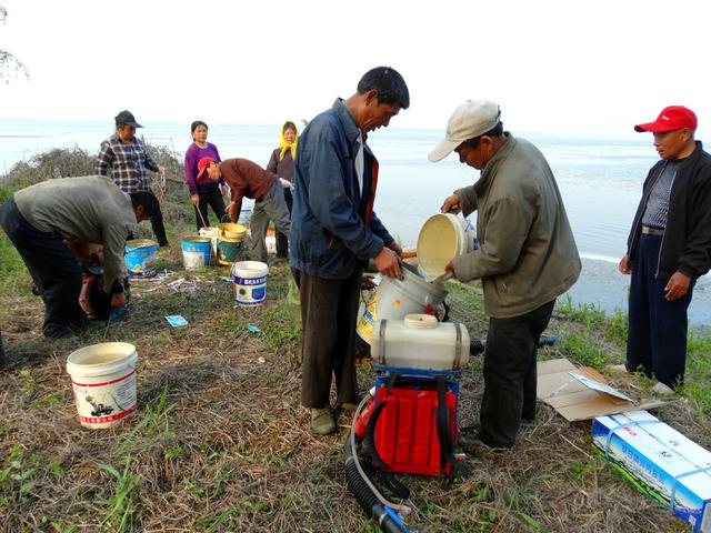 除草剂助剂开始普及，极大提高玉米田除草效果，它有哪些种类？4