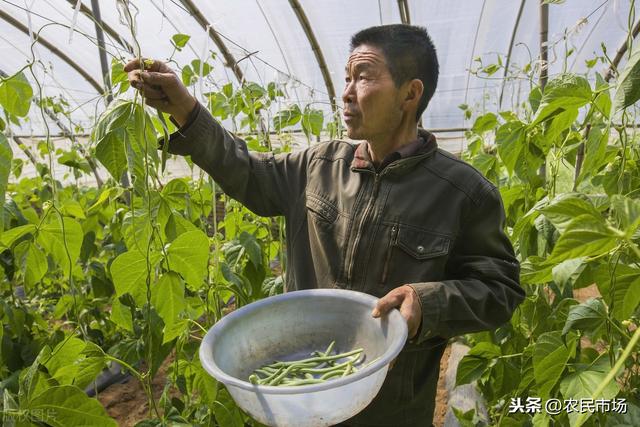 大棚芸豆冬春茬栽培技术，产量高不高！这几步很关键17