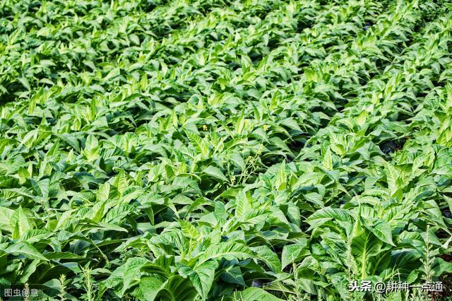 几种除草剂及其组合对烟田杂草的防除效果4