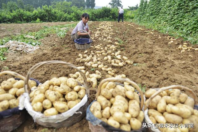 提高马铃薯产量品质的15个种植管理技巧，每个都很重要15