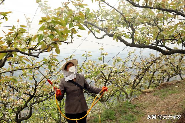 果园常用农药：杀虫剂、杀菌剂、杀螨剂，哪种好？怎么用？2