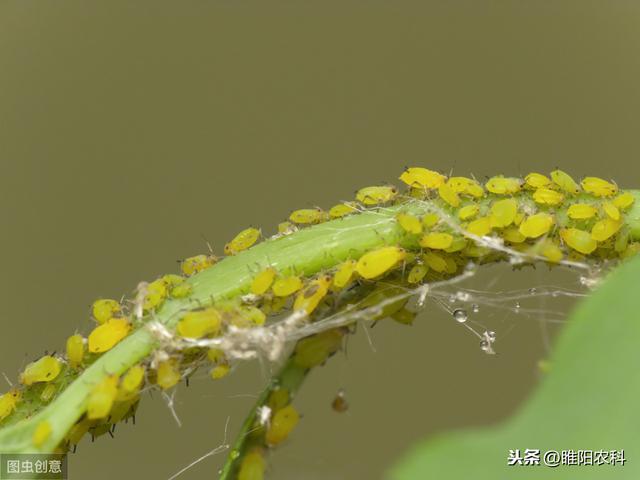 蚜虫这样治只需一次，就能管80天，简单又高效，为什么很少人采用4