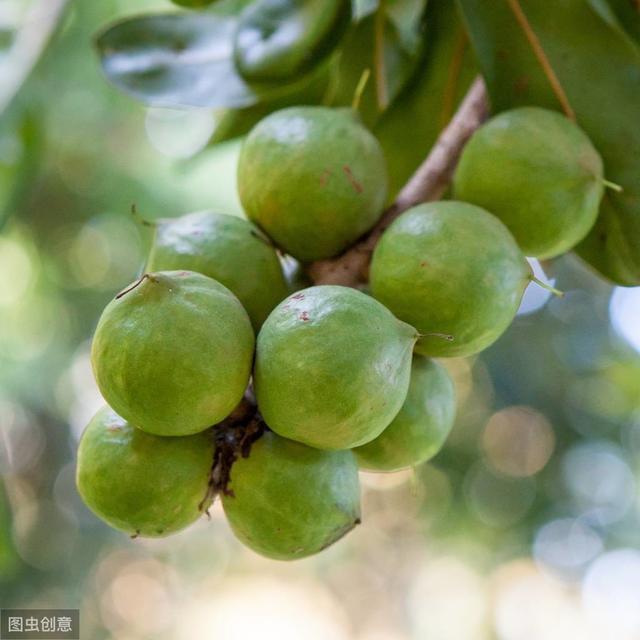 干果之王——澳洲坚果：澳洲坚果种植管理技术3大要点2