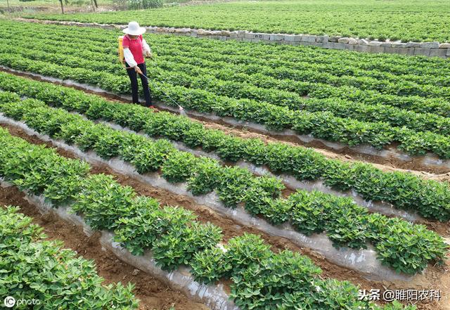 这个除草剂单、双子叶作物都可用，除草效果超好，死草特快3