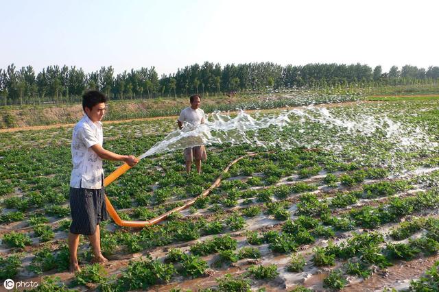 农民种花生，花生发生黄叶病怎么办？需要喷晒什么药物来防治6