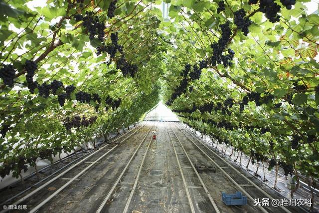 这个药具有溶菌功能，专门防治最难治的霜霉病、灰霉病和晚疫病