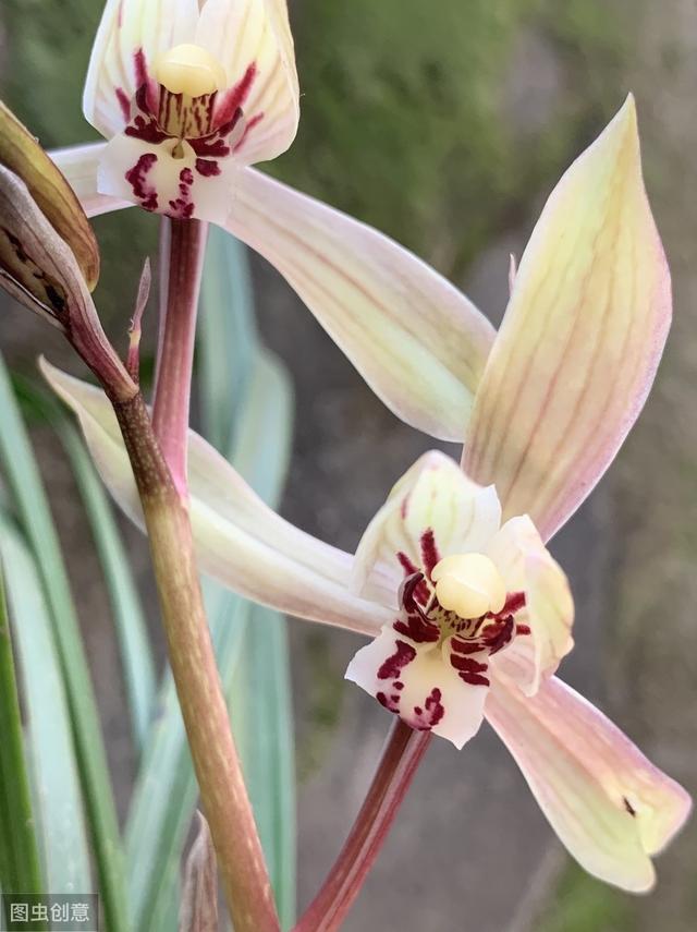 百合花的花语