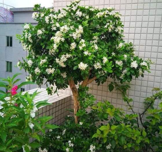 七里香花