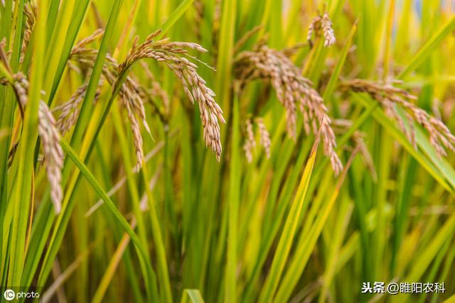 最强的杀菌剂组合，对30多种病害都有保护治疗加铲除效果3