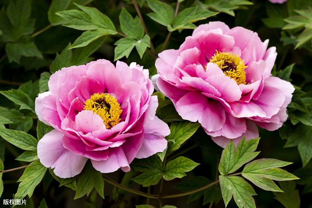蓝色水菊 蓝色水菊（蓝色水菊英文） 生活