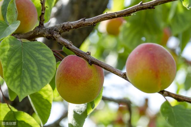 我国三大原产水果之一的杏，为什么逐渐没落了？