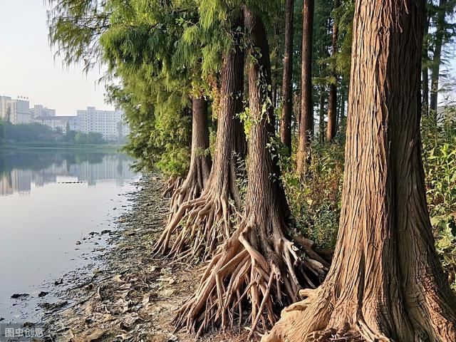 五种常见苗木根部病害（附防治方法）