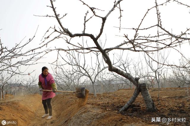 与梨树轮纹病不相上下、不分伯仲的梨树炭疽病，该怎么进行防治？6