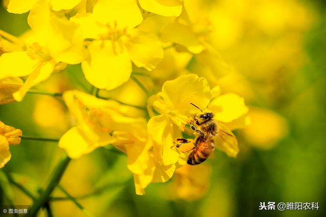 这个环保新药正打反死，虫卵全杀专杀抗性粉虱类、蚧壳虫、木虱等3