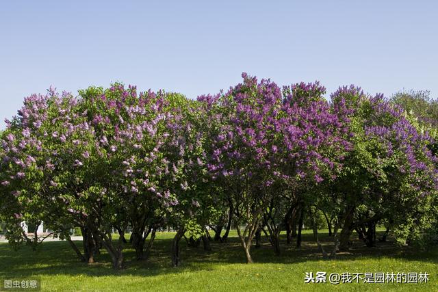 暴马丁香 暴马丁香（暴马丁香桑黄） 生活