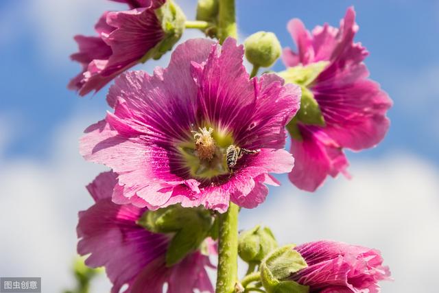花葵 花葵「花葵花」 生活