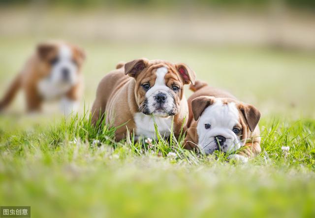 英国斗牛犬图片