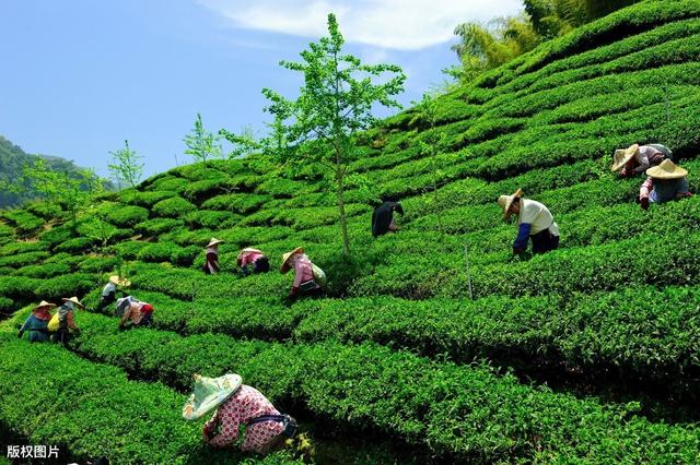 油茶树苗价格