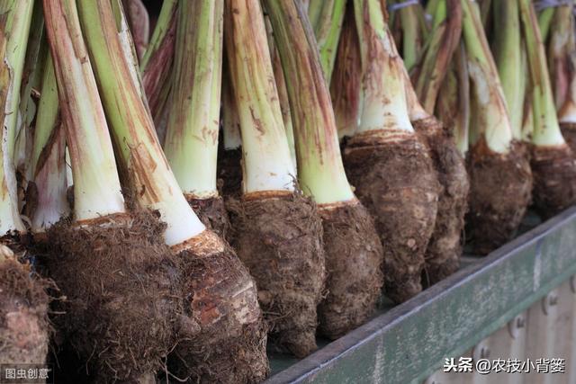 芋头种植管理有讲究，用好以下这10条，后期产量增加可不少2