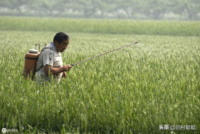 8000年前的五谷，是不是“有机农产品”？那时可没有化肥和农药3