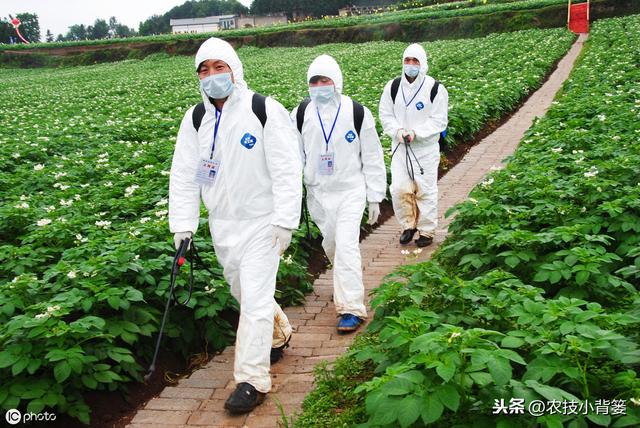 蓟马防治不当会降低作物的产量品质！学会这些蓟马防治不犯愁9