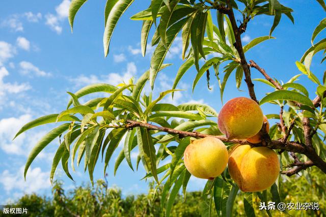 桃树种植病害的发生特点，及无害防治技术分析，果农朋友一起学学10