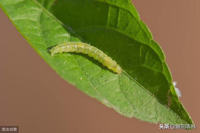 这个新药专治钻心虫，害虫15分钟停止取食，3天彻底饿死1