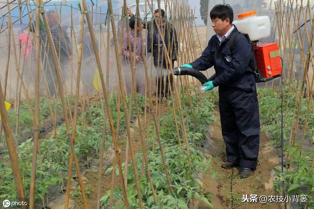 作物药害是如何造成的？如何才能科学用药？发生药害后如何补救？3