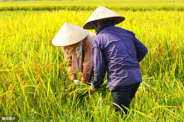 水稻鞘腐病该如何防治，本文详细介绍，值得收藏7