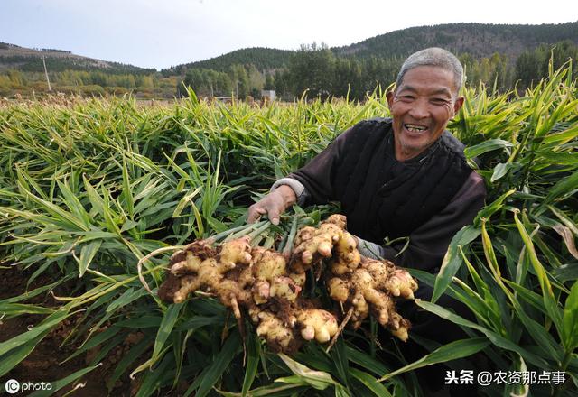 大姜根结线虫防治措施