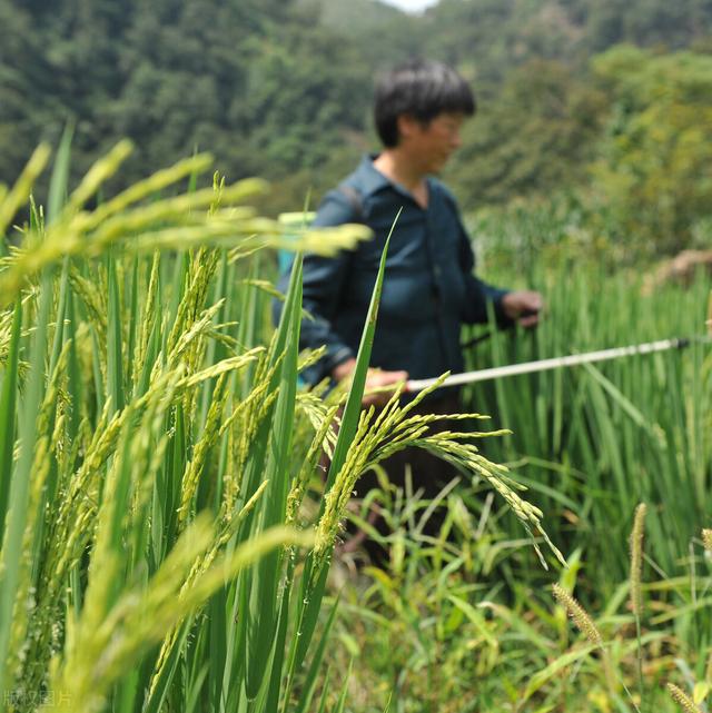 水稻比较关键的几遍药是什么时间？如何判断最佳打药时间？4