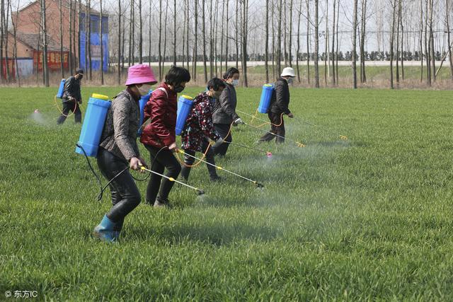 小麦打除草剂时能加入芸苔素吗？两者之间会不会起冲突？