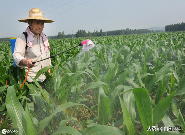 这个新药可一次性铲除青虫、蚜虫、粉虱、木虱害虫，用一次顶三遍