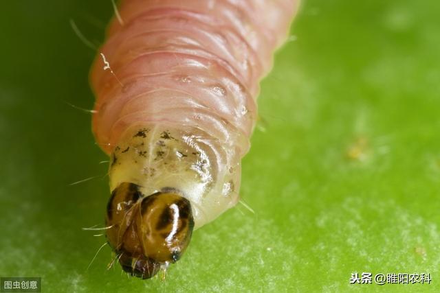 这个新药几分钟杀死害虫，专杀甜菜夜蛾、棉铃虫等几十种抗性害虫1