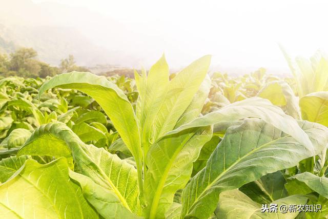 烤烟高质量栽培技术，种植户不要错过，加快农民脱贫致富步伐9