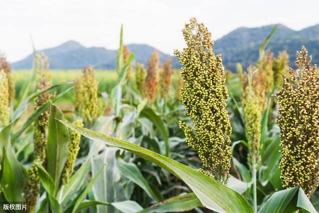 高粱种植技术以及病虫害防治，有效降低病虫害，提升产量4