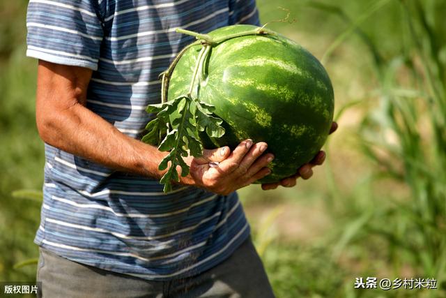 西瓜“疫病”原因为哪般？正确判断病害，用多样化防治更有效