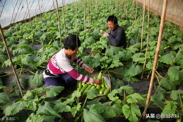 防治灰霉病、叶霉病、白粉病、黑星病、叶斑病，就用这个新药3