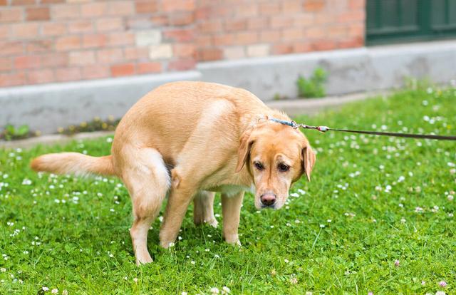 狗狗大便裡面有頭髮(狗狗的大便裡有毛髮)-艾拉養犬