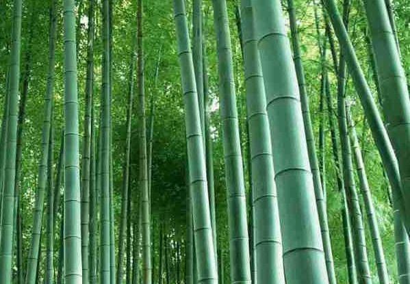 竹子是树还是草 竹子是树还是草（竹子是树还是草为什么） 生活