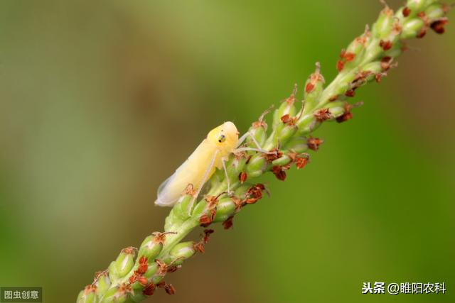 噻虫嗪杀蚜虫、白粉虱、蓟马，这样用一次管一季不生虫5