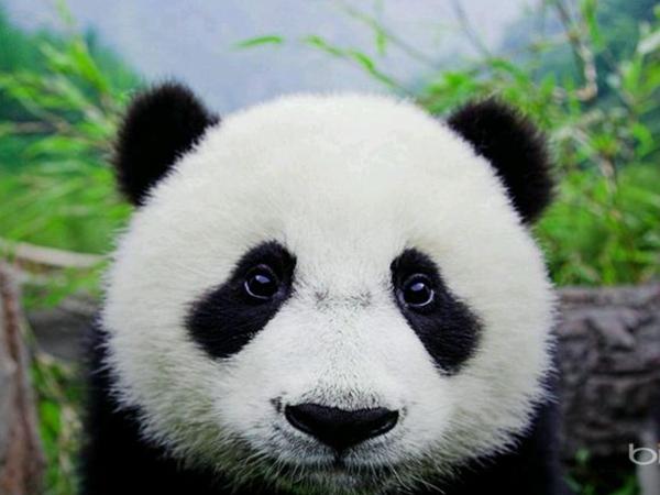 可以发行熊猫债的境外机构「熊猫债券在哪里发行」