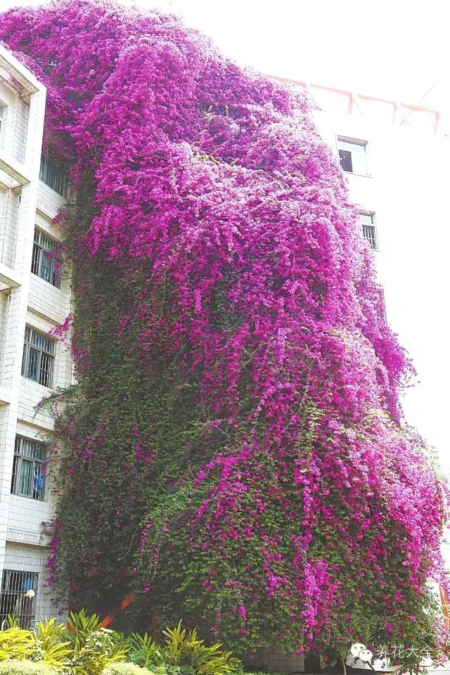 藤蔓植物名称及图片图片