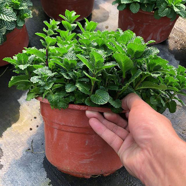 防蚊植物
