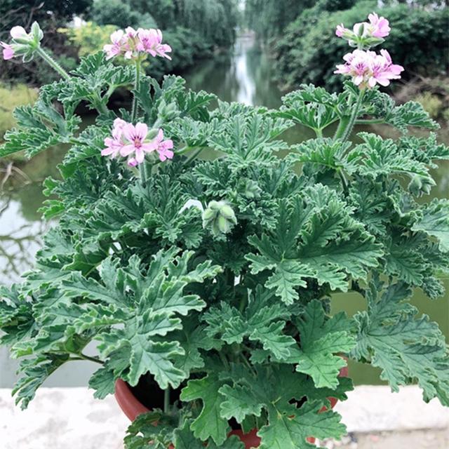防蚊植物
