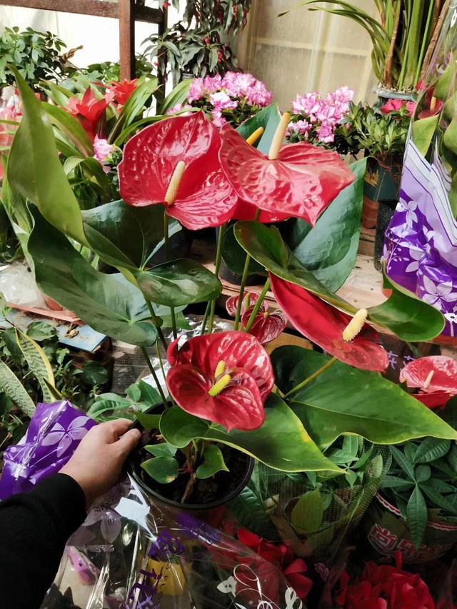 4种 漂亮花 从年头开到年尾 耐旱又耐晒 一年赏花300天 Zh中文网