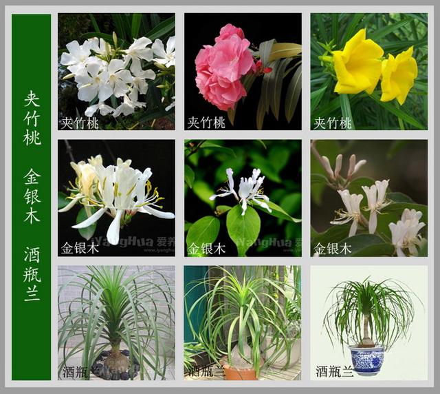 常见的花名字及图片，100种花名图册，收藏起来慢慢看，从此认花不求人？