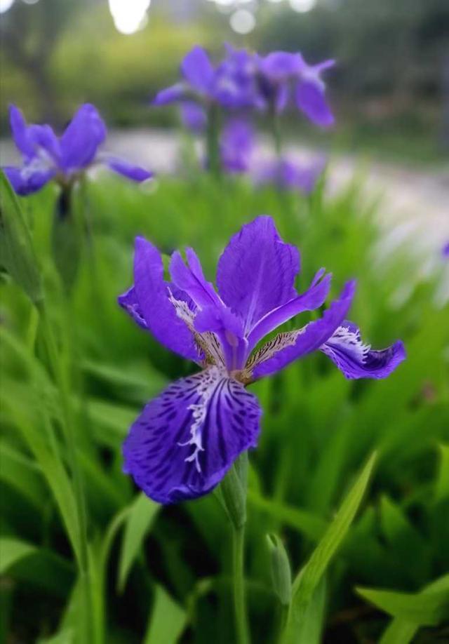 蓝色鸢尾花语图片