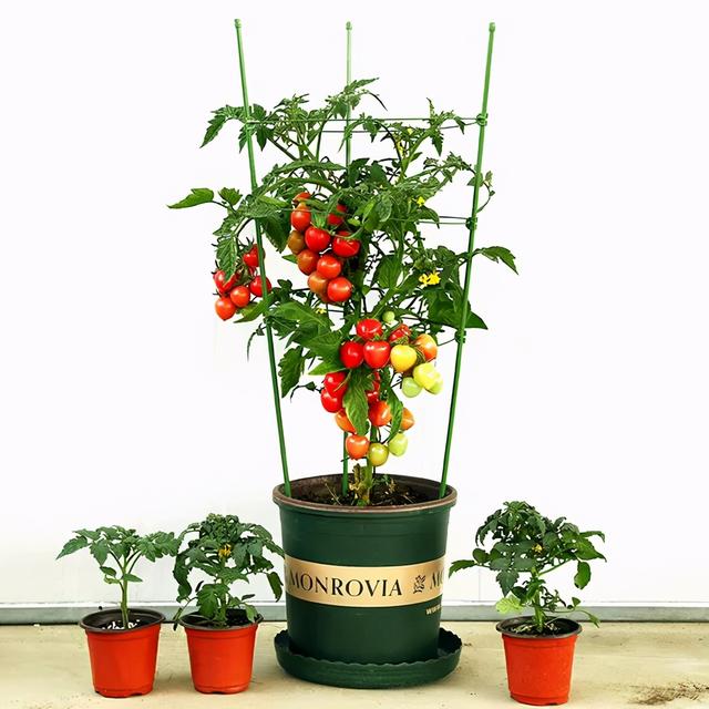 西红柿的栽培技术要点 番茄种植计划：“三管”齐下必有收获，0经验也能成功栽种