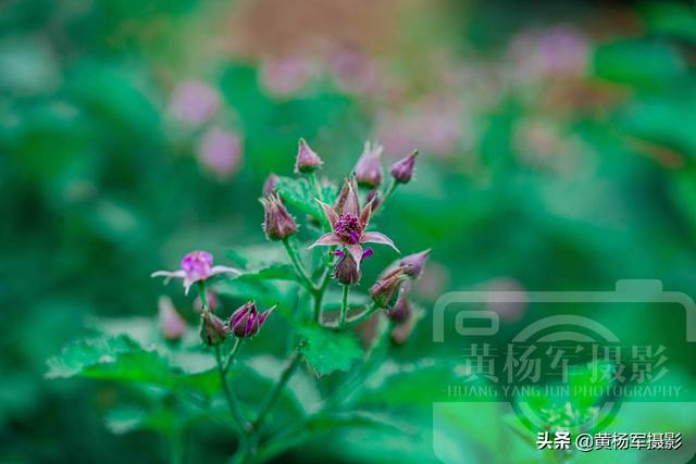 茅莓花娇美盛开的芬芳，紫红色的花朵靓丽含香很常见，百态多姿5